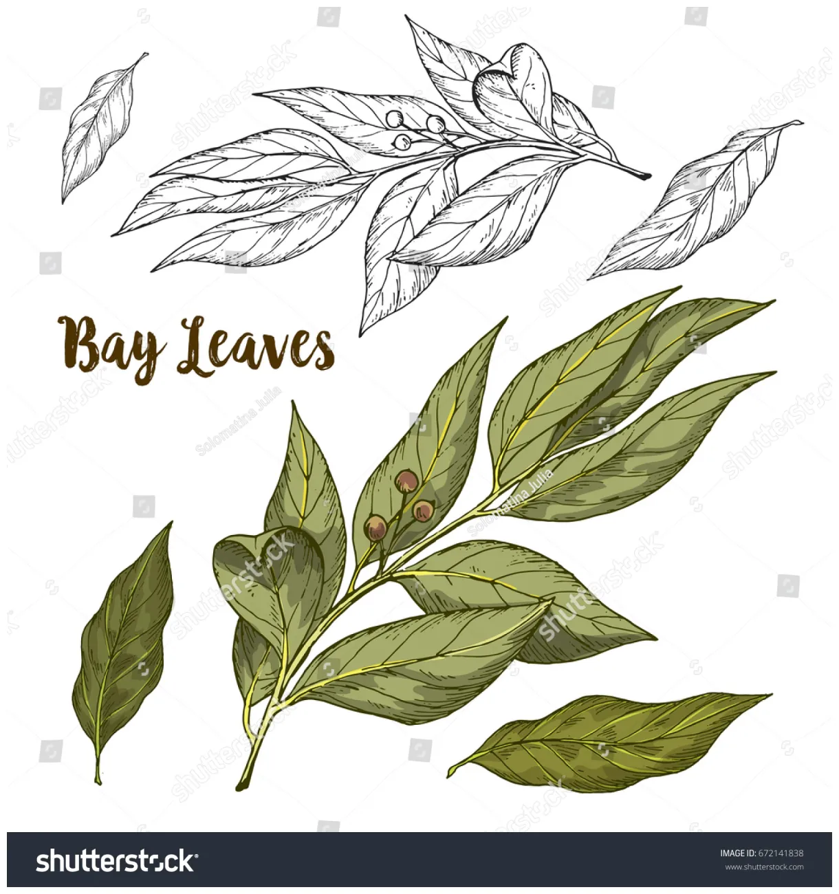 11,122 Bay Leaf Vector Images, Stock Photos & Vectors | Shutterstock