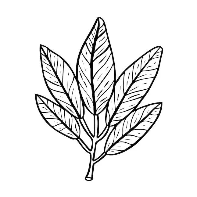 Premium Vector | Coloring book for children cute of bay leaf doodle
