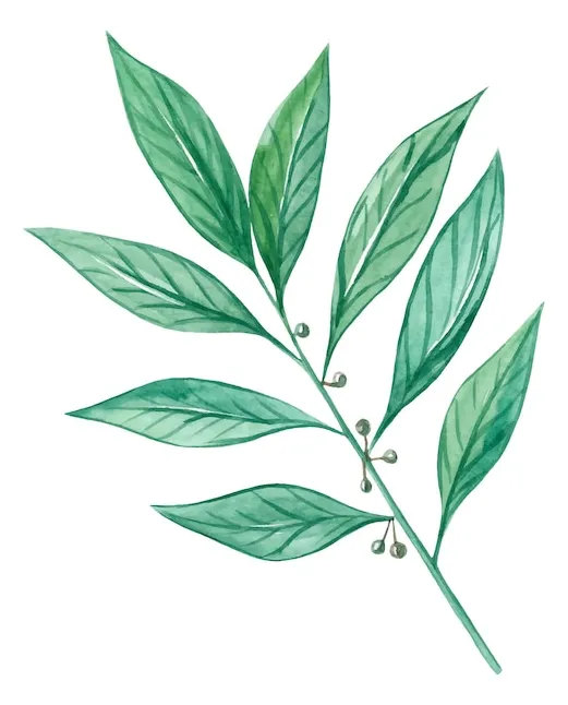 Premium Vector | Watercolor bay leaf