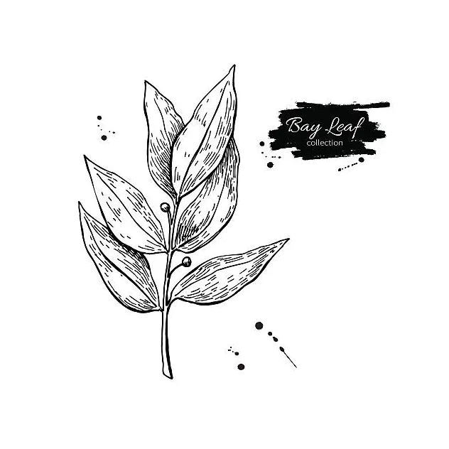 Royalty Free Bay Leaf Clip Art, Vector Images & Illustrations - iStock