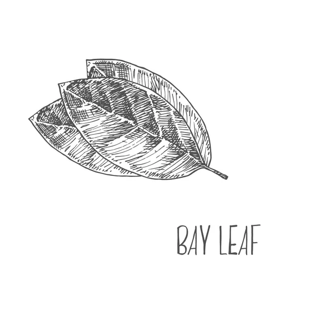 4 Bay Leaf Powder Images Royalty-Free Images, Stock Photos & Pictures