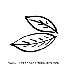 Bay Leaf Coloring Page - Ultra Coloring Pages