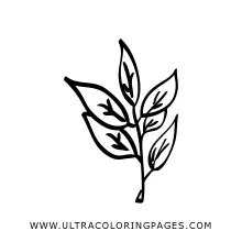 Bay Leaf Coloring Page - Ultra Coloring Pages