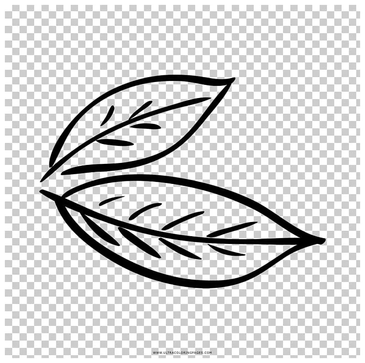 Bay Leaf Coloring Book Drawing Bay Laurel PNG, Clipart, Art, Ausmalbild