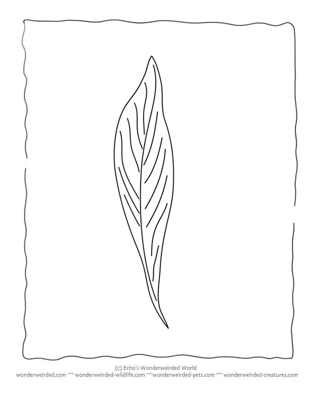 Bay Leaf Coloring Page, Our Coloring Page Of Leaves With Bay Leaf