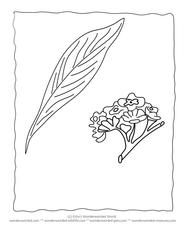 Bay Leaf Coloring Page, Our Coloring Page Of Leaves With Bay Leaf