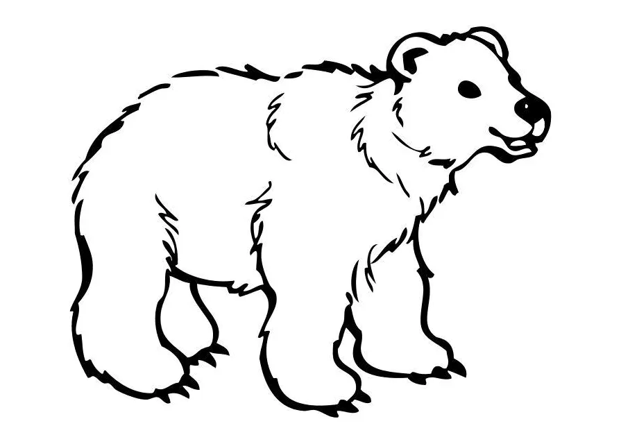 Coloring page bear free printables img 10262