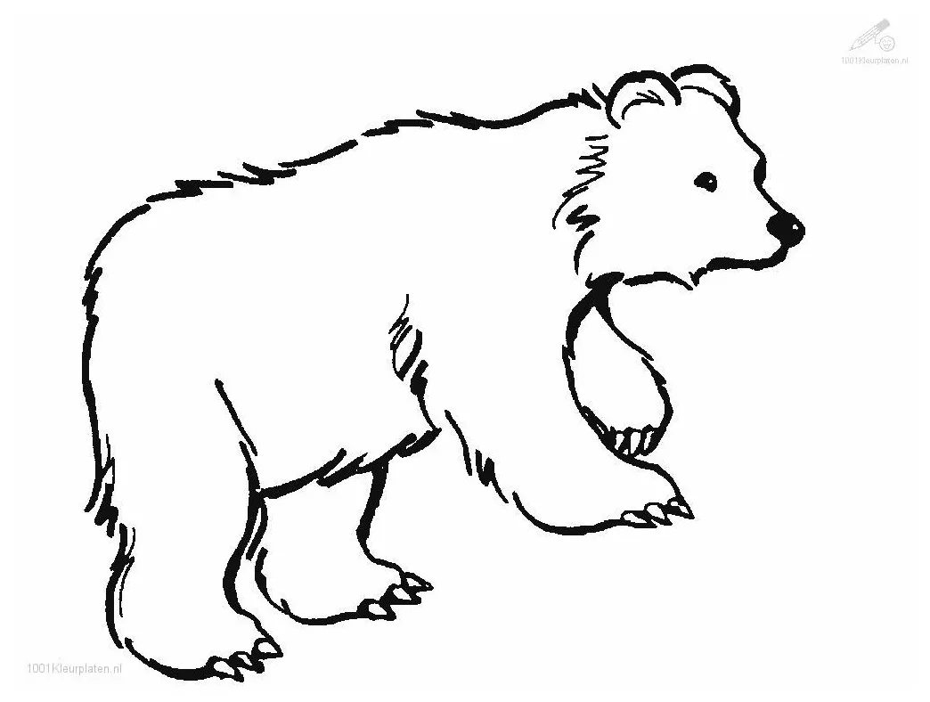 Bear coloring page printable coloring page