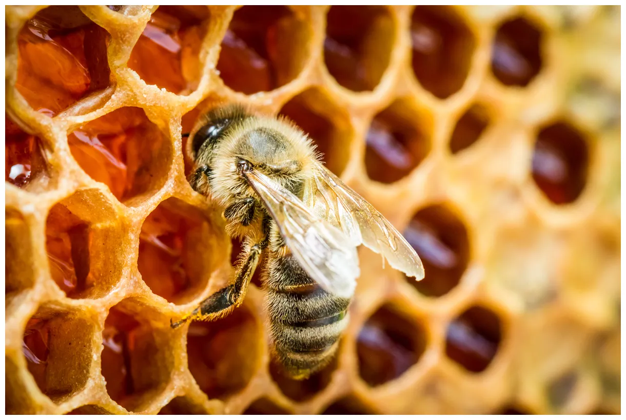 Is there bee poop in honey? bug domain