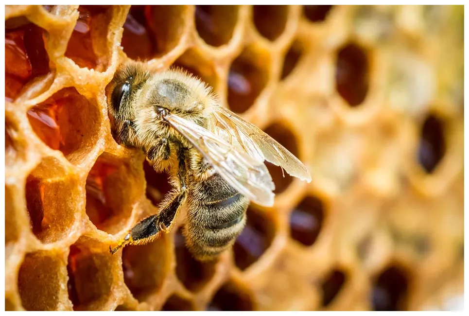 Etruscans transported bees by boat to reach the best flowers! ancient