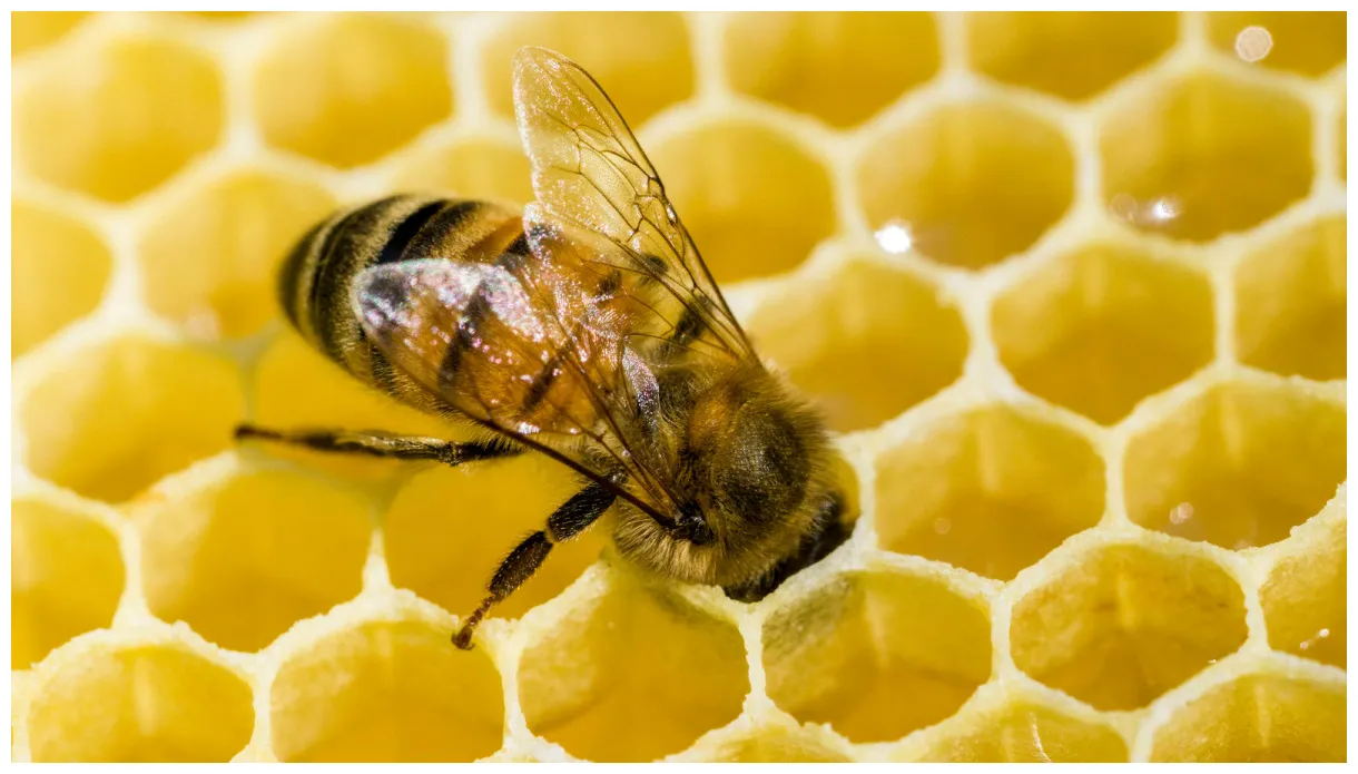 Do bees know nothing? the new york times