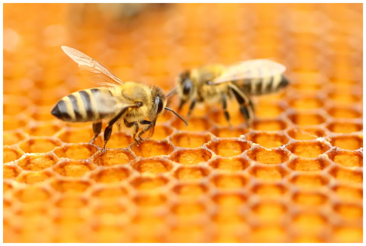 Male honey bees temporarily blind queens with their semen so they can't