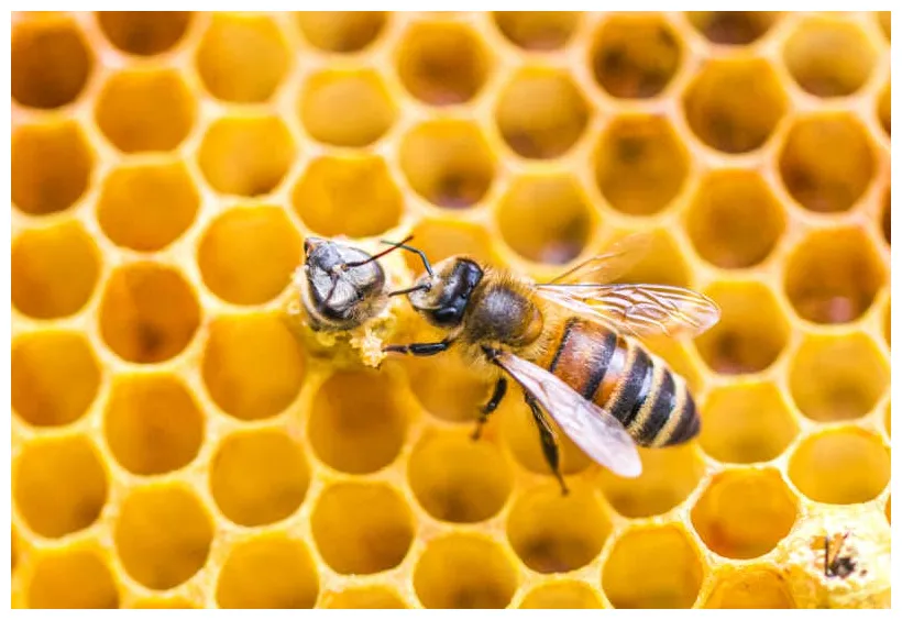 11 critical worker bee jobs in the colony bee professor