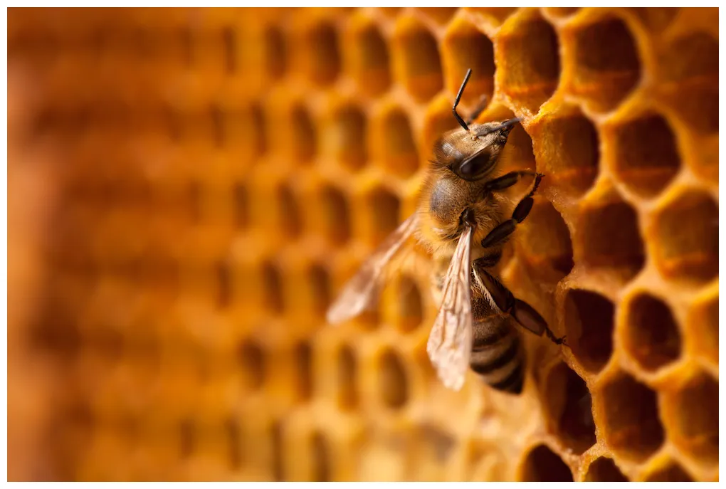 7 things you should know about honey bees live bee removal