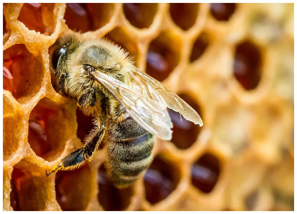 Think outside the hive lantmännen unibake