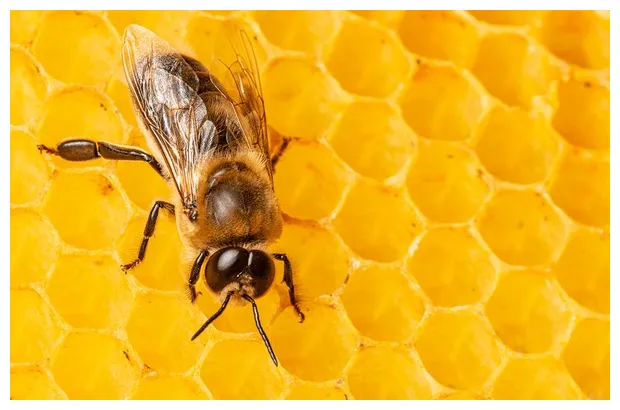 Drone honey bee royalty-free s, s & pictures shutterstock