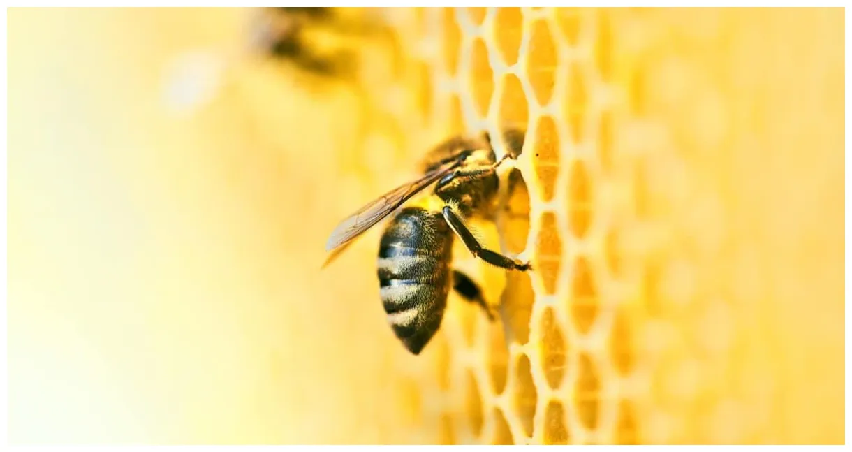 Honey bee insect facts az animals