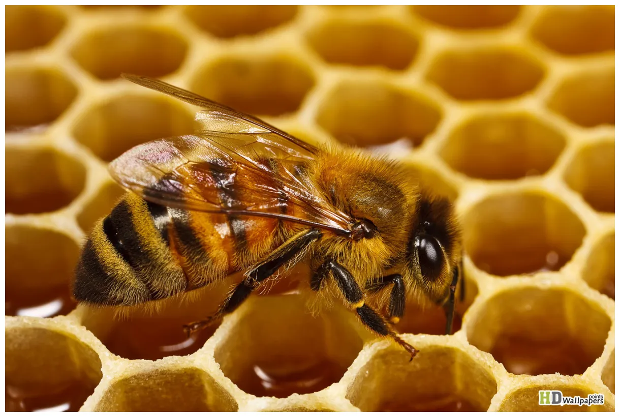 🔥 [40+] honey bee s safari