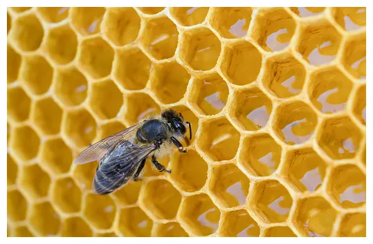 Free of honey bee download free s and free illustrations