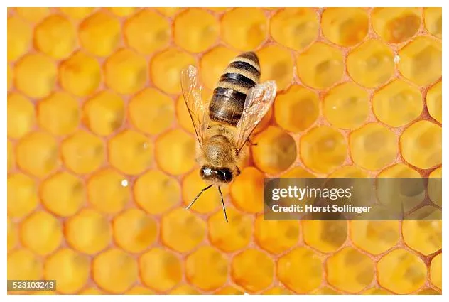 88 bee hive from above s, high-res pictures, and s printable coloring page