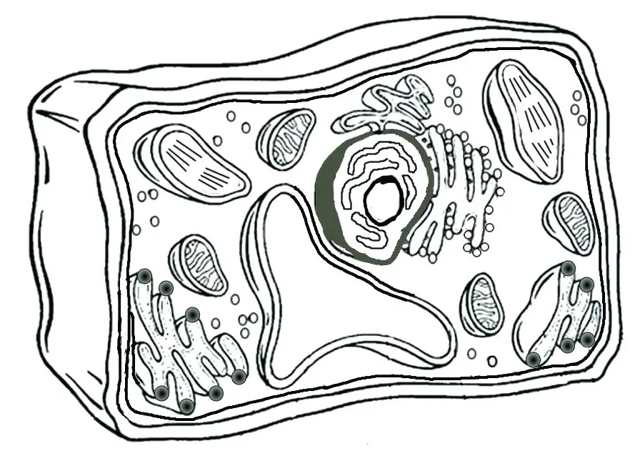 Biology coloring pages at getcolorings free printable colorings