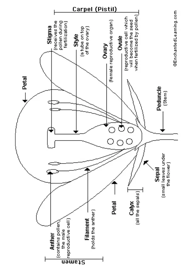 Biology coloring pages & books 100% free and printable!
