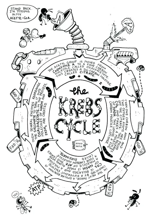 Biology Coloring Pages at GetColorings.com | Free printable colorings