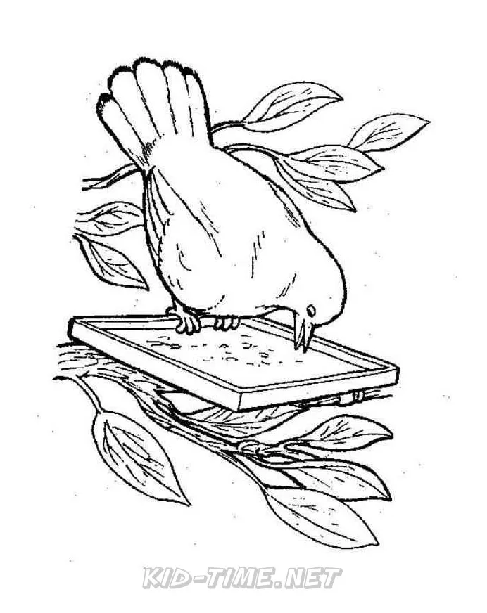 Birds Bird Feeder – Animals Coloring Book Pages – Kids Time Fun Places
