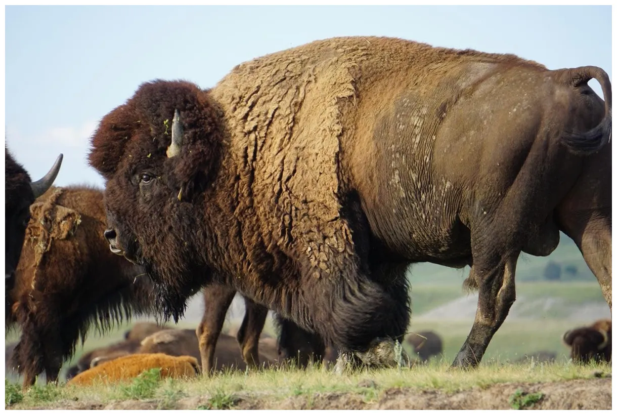 Bison and bee habitat project — bee regenerative