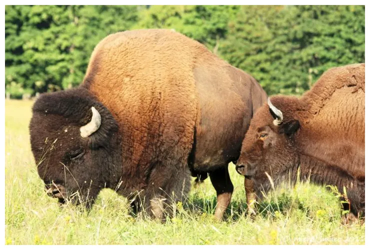 Chov bizona bisonranch