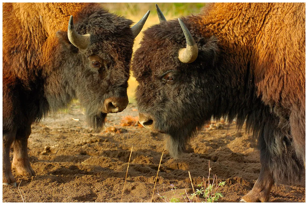 Bison 2 portraits, scenics, and behavior in central yellowstone