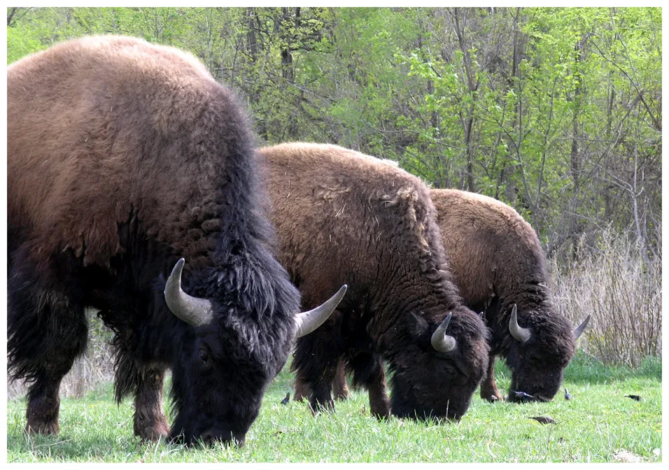 Rebounding from the brink a look into the successes of the mn bison