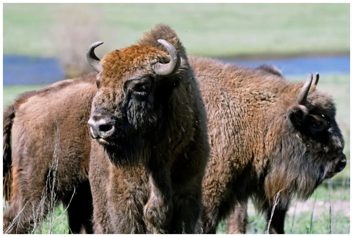 Bisontes enviados desde polonia llegan a segovia para evitar extinción