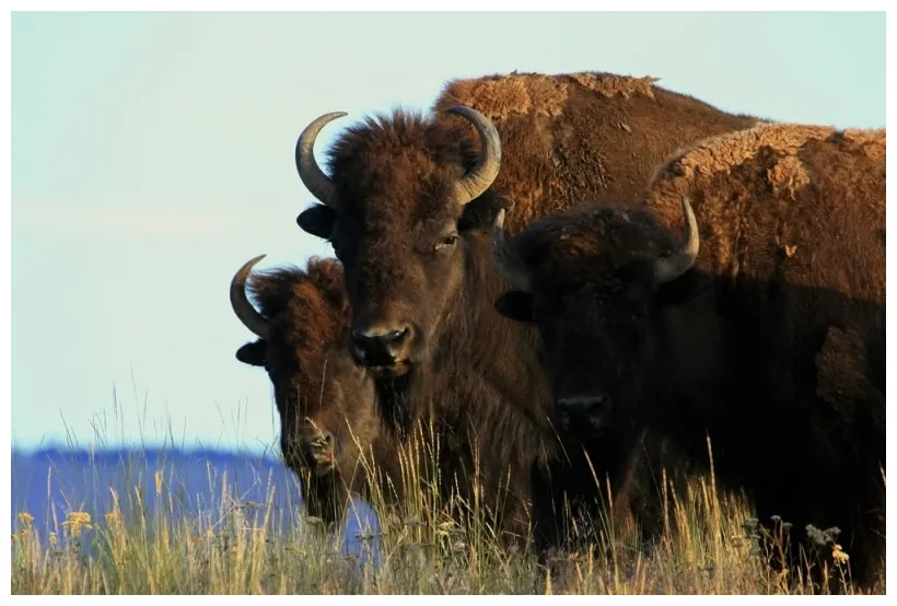 Bison range, montana discovering montana printable coloring page