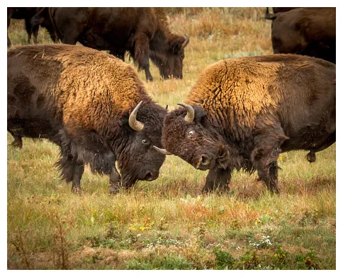 Two bison bulls fighting during the rut download