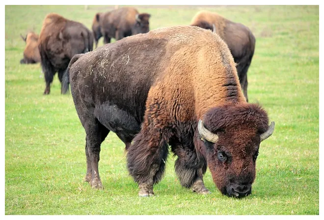 Bison buffalo bovine free on pixabay pixabay