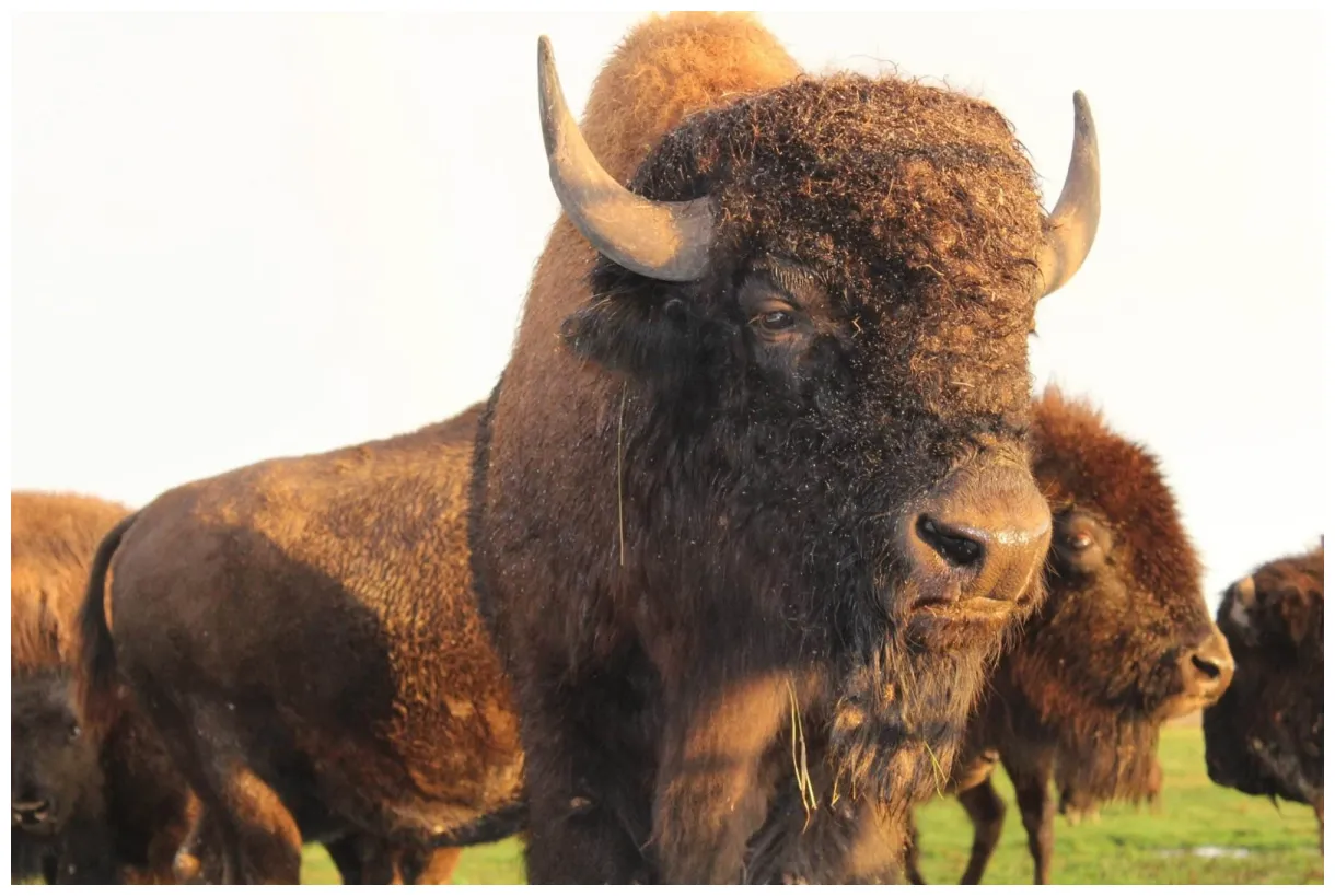 News bison du nord