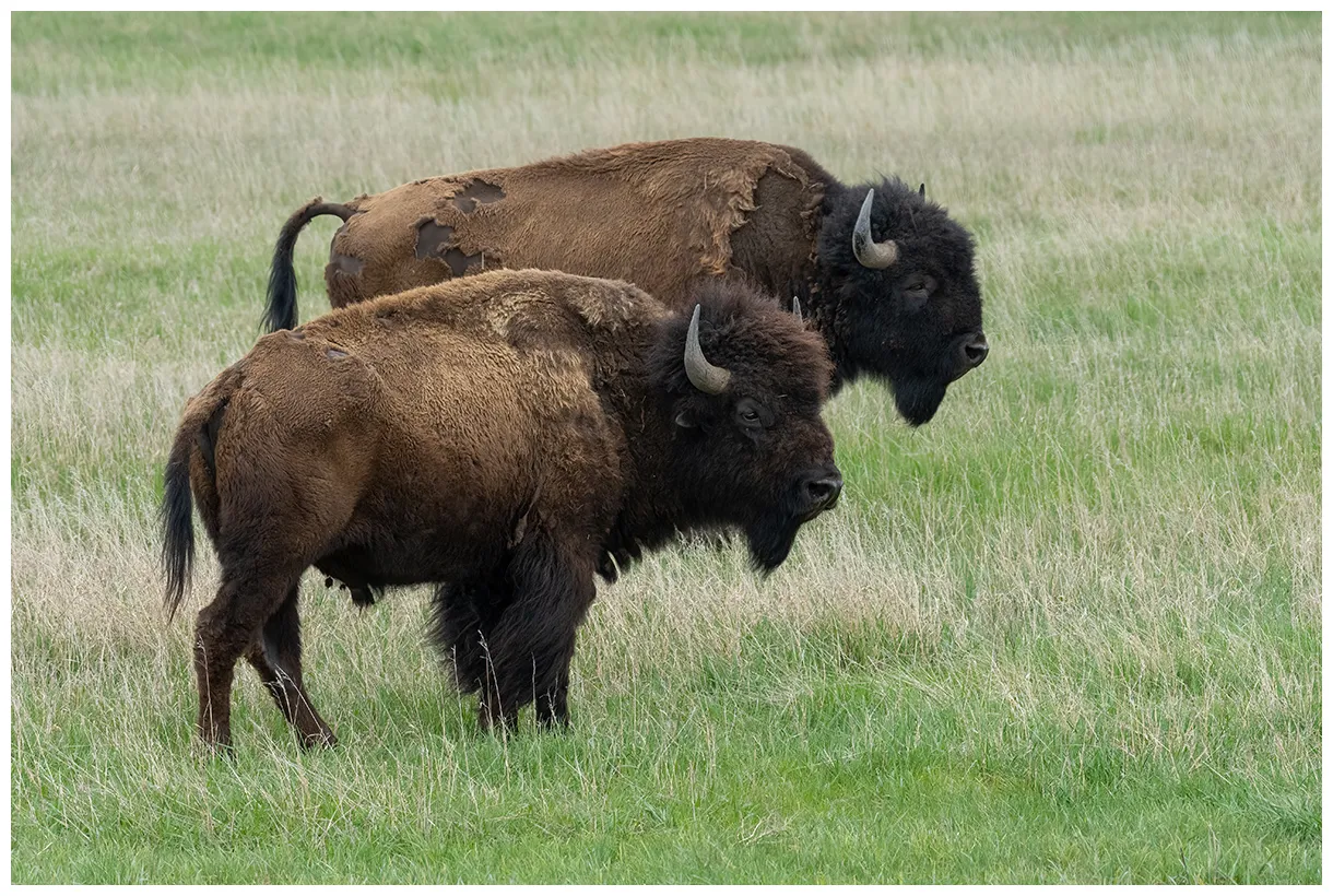 American bison bear woods happenings