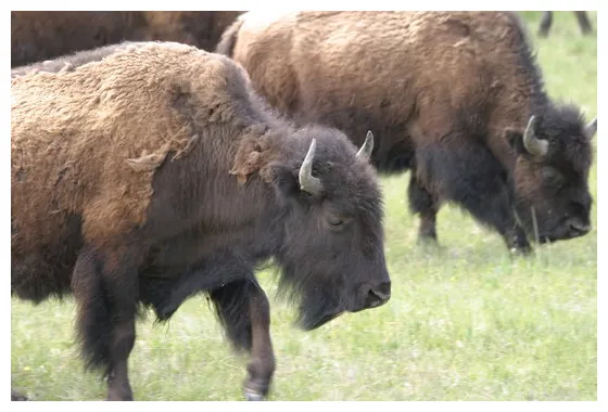 "amerikanischer bison" s browse 200 s, vectors, and printable coloring page