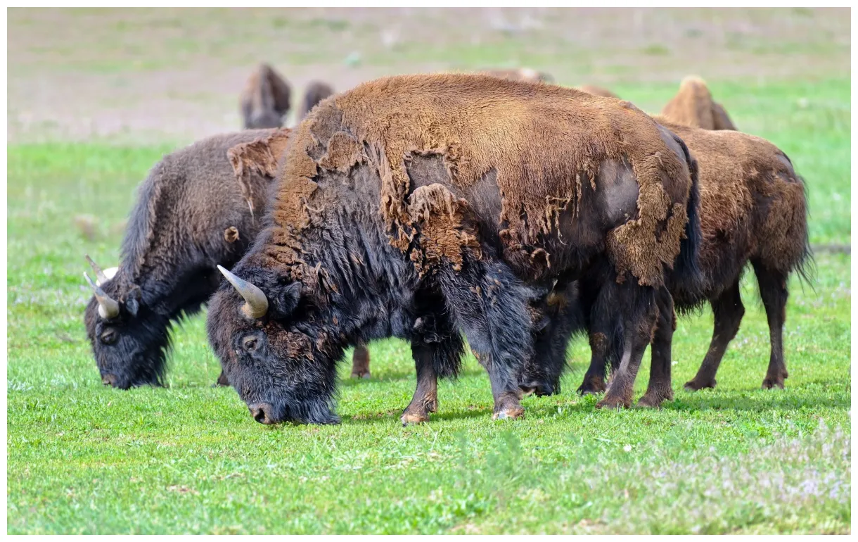 Bison 68+ pictures set