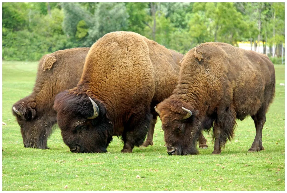 Bison size, population, diet, & facts britannica