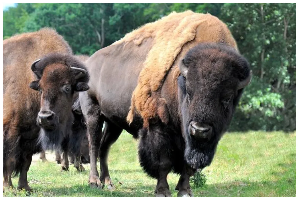 Amerikansk bison store norske leksikon