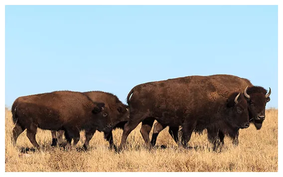 Canadian bison producers canadian bison association