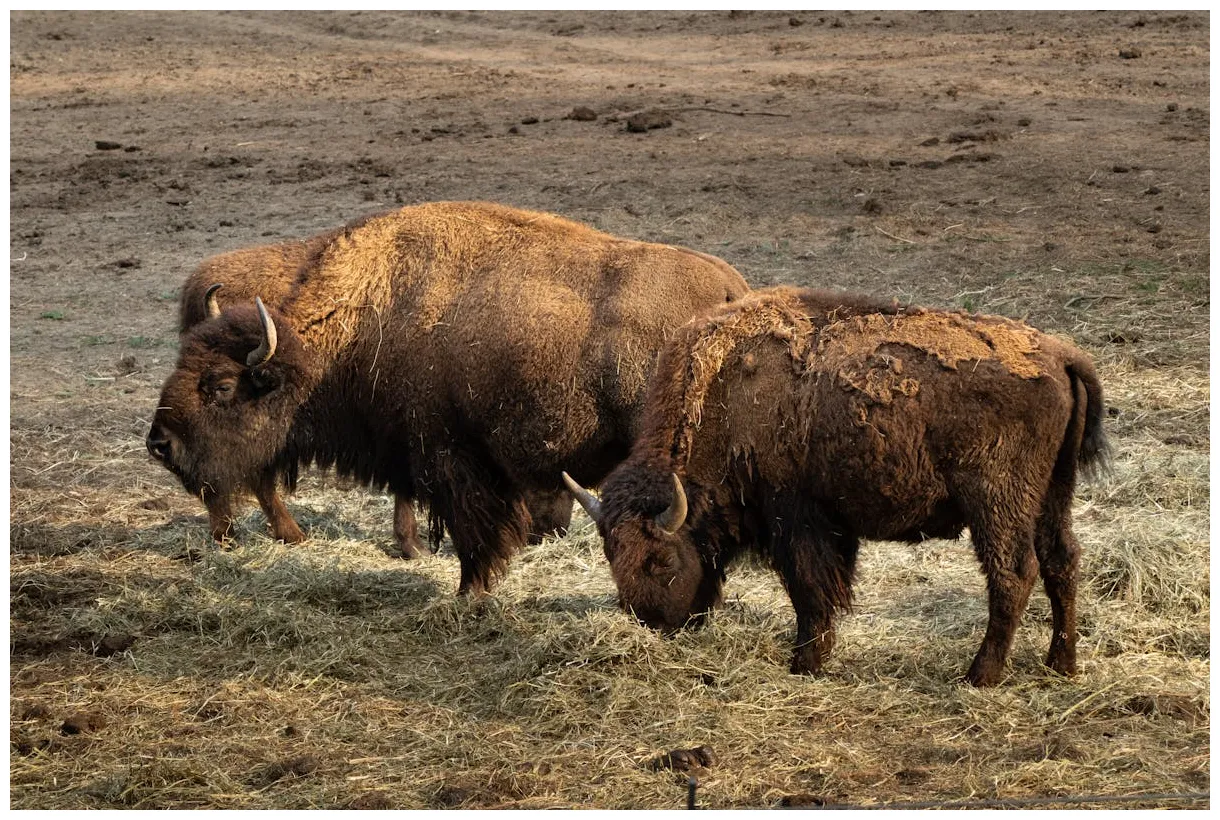 Bison s, download the best free bison s & s