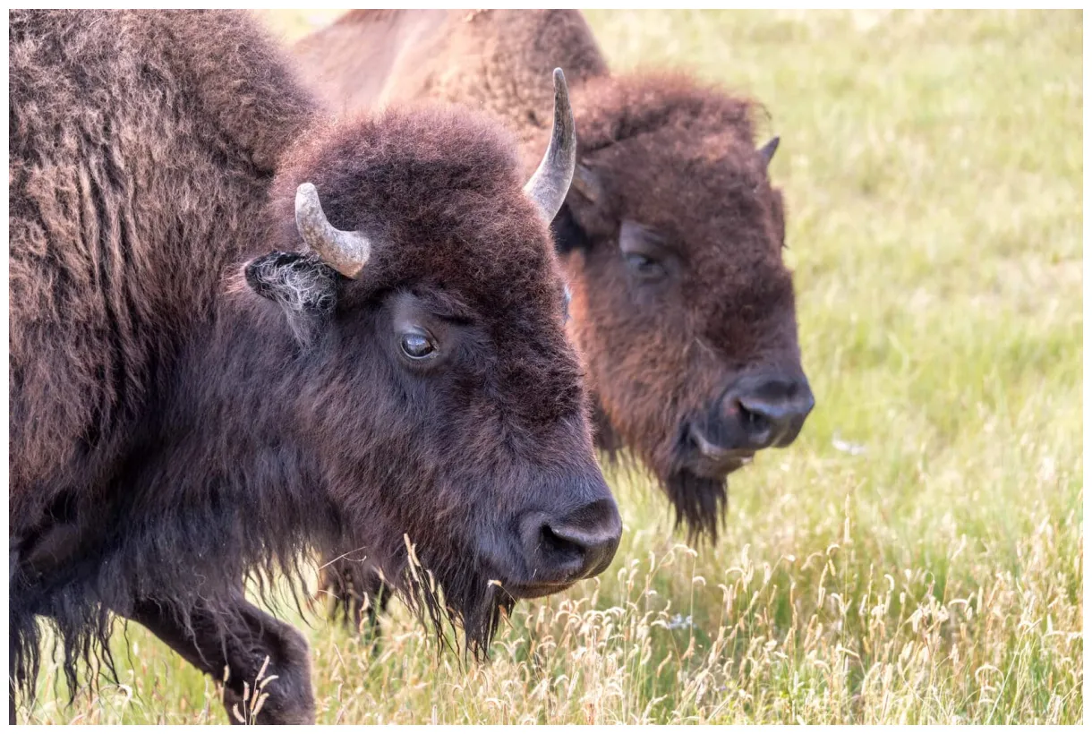 Bison burger mit würzigem rotkraut und blauschimmelkäse livingbbq