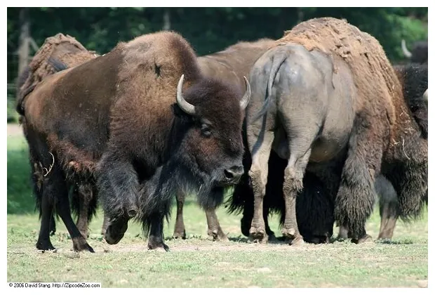 Bisonte americano características, hábitat, alimentación