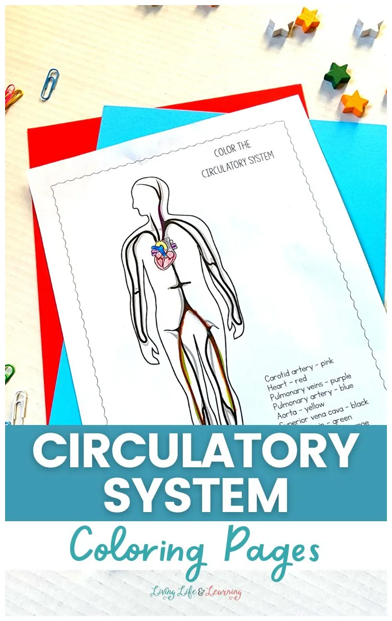 Blood vessel coloring pages [2025]