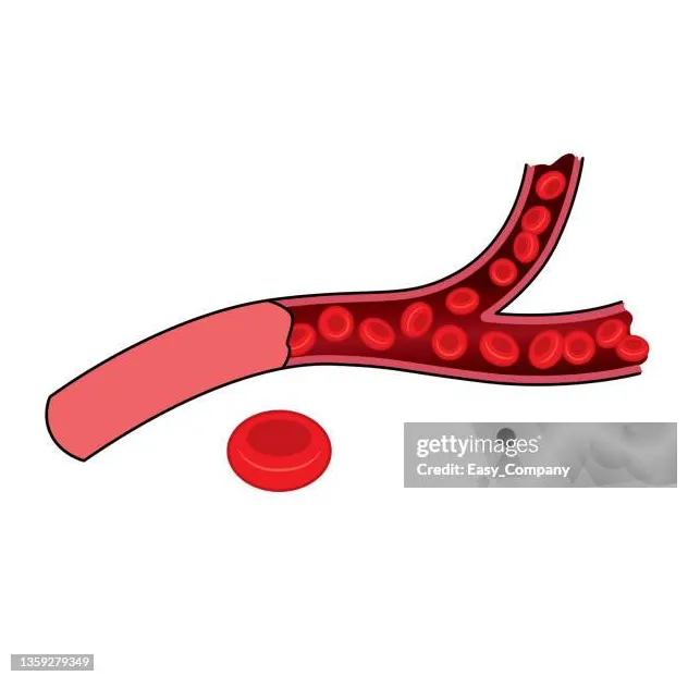 2,866 blood vessel diagram s, high-res pictures, and s printable coloring page