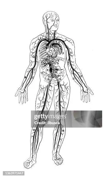 2,866 blood vessel diagram s, high-res pictures, and s