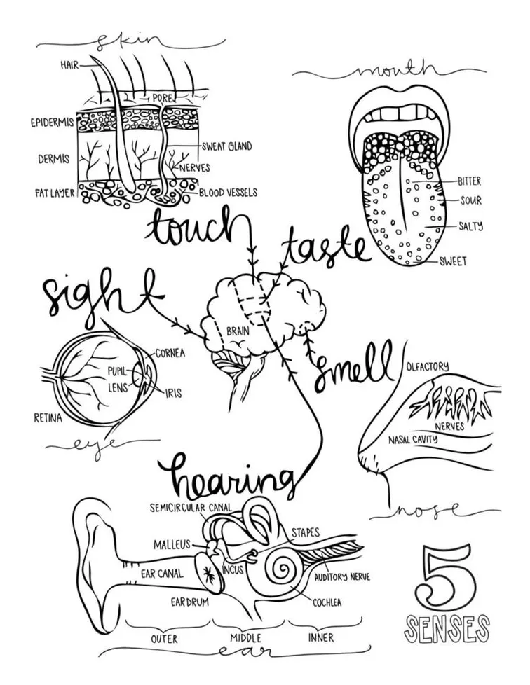 Blood vessels coloring pages coloring nation